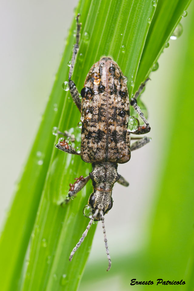 curculione da id. No, Rhagium inquisitor, Cerambycidae